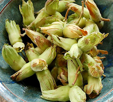 Kentish Cobnuts